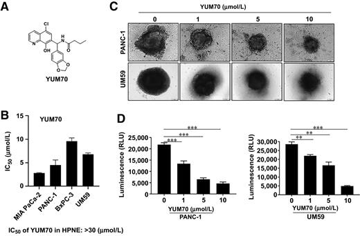 Figure 1. YUM70 is cytotoxic to pancreatic cancer cell lines. A, Chemical structure of YUM70. B, Cytotoxicity of YUM70 in a panel of pancreatic cancer cell lines and normal pancreatic tissue–derived cells (HPNE) measured by the MTT assay. IC50 is presented as mean ± SD of three independent experiments performed in duplicate. C, YUM70 dose-dependently decreased PANC-1 and UM59 cell proliferation in 3D culture systems. D, Quantification of cell viability of 3D spheroids was performed with CellTiter-Glo 3D cell viability assay. Data are presented as mean ± SD of three or more spheroids from three independent experiments. **, P < 0.001; ***, P < 0.0001.
