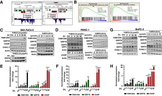 Figure 2. YUM70 upregulates UPR target proteins and induces ER stress and apoptosis. A, Expressions of DDIT3 (CHOP) and HSPA5 (GRP78) are increased by YUM70 treatment (Bru-seq data). B, GSEA analysis of YUM70 treatment reveals enrichment of ER stress and apoptosis pathway. C and D, Lysates of MIA PaCa-2 and PANC-1 cells treated with YUM70 at indicated doses and times were immunoblotted with indicated antibodies. A representative dataset from three independent experiments is shown. E and F, Relative expression (fold change) of FAM129A, GRP78, and CHOP normalized to GAPDH/Actin in MIA PaCa-2 and PANC-1 cells were calculated from the band intensity of three independent experiments and are presented as mean fold change at indicated time (hours). G and H, Representative immunoblot and relative expression (mean fold change) of the above stated proteins in BxPC-3 cells are presented. DMSO control is indicated as Ctrl. Error bars, SD. The band intensity was quantified in Image Studio Ver 3.1 software. NS, nonsignificant; *, P < 0.05; **, P < 0.01; ***, P < 0.001.
