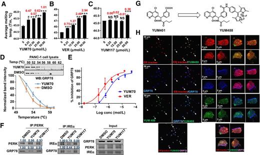 Figure 4. YUM70 targets GRP78. A–C, Tm derived from thermal shift assay and the corresponding thermal shift were determined at various concentrations of YUM70 (A), VER (B), and YUM117 (C). One percent of DMSO was used as control. Data are presented as mean ± SD. NS, nonsignificant; *, P < 0.01; ***, P < 0.0001. Numbers in red are thermal shift at respective concentrations. D, CETSA melt curves for GRP78 in PANC-1 cell lysates treated with YUM70 (100 μmol/L). One percent of DMSO was used as control. Data are presented as mean ± SD of three independent experiments. E, Inhibition of GRP78 enzymatic activity in the presence or absence of YUM70 and VER. The results are presented as mean percentage inhibition of GRP78 of three independent experiments. Error bars, SD. F, PERK and IRE1α were immunoprecipitated overnight from PANC-1 cell lysates in the presence of DMSO, YUM70, or YUM117. Western blotting was performed with indicated antibodies. A representative experiment out of three is shown. G, Chemical structure of YUM401 and YUM488 (BODIPY-conjugated YUM401). H, YUM488 colocalizes with GRP78 in the ER. Immunofluorescence image of MIA PaCa-2 treated with tunicamycin for 2 hours, followed by 15 μmol/L YUM488 treatment for 16 hours. ER was labeled with ER-Tracker (detection wavelength 566–626 nm), GRP78 was labeled with antibody (detection wavelength 656–700 nm), and YUM488 was detected at wavelength 497–564 nm.