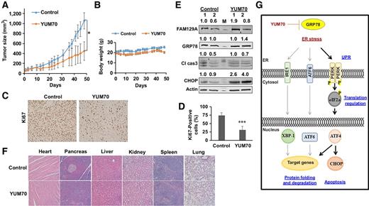 Figure 5. YUM70 inhibits pancreatic tumor growth in vivo. A, Tumor growth curves of MIA PaCa-2 tumor-bearing nude mice treated with vehicle (n = 5) or YUM70 (n = 5). Data are shown as mean tumor volumes (error bars, SEM). A significant reduction in tumor volumes was observed upon YUM70 treatment (*, P < 0.05). B, Evaluation of mouse weights during the xenograft experiment. Error bars, mean ± SEM. C, Ki67 IHC staining in tumor sections. D, Percentage of Ki67-positive cells was calculated as the fraction of Ki67-positive cells compared with the total number of cells in the field × 100. (n = 10; five fields of view from two tumors per group). Graphical data is presented as mean ± SD. ***, P < 0.0001. E, Lysates from two tumors per group was blotted for FAM129A, GRP78, CHOP, cleaved caspase-3. M, molecular weight marker. Normalized relative densities computed using ImageJ (NIH) are shown above. F, YUM70 did not show systemic toxicity in vivo. Representative micrographs of hematoxylin and eosin-stained organ tissue sections. Images were taken with an Olympus IX83 inverted microscope at ×20 magnification. G. Mechanism of YUM70-mediated cell death. YUM70 is cytotoxic to pancreatic cancer cells via a mechanism involving the allosteric inhibition of GRP78 activity, leading to an increase in ER stress and induction of protein levels of UPR target genes. As a result, YUM70 treatment causes prolonged ER stress–mediated apoptosis.