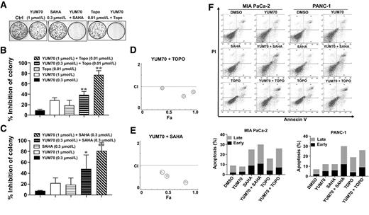 Figure 6. Synergistic effect of YUM70 in combination with topotecan and vorinostat. MIA PaCa-2 cells were treated with YUM70 with or without topotecan (Topo) and vorinostat (SAHA), at stated concentrations, and kept in culture until colonies were observed in DMSO-treated control. A, A representative image is shown (one concentration). B and C, The number of colonies was quantified using Image Studio ver3.1 software from three independent experiments (more than one concentration). Graphical data is presented as mean ± SD. *, P < 0.05; **, P < 0.01. The P value of the combination was calculated and compared with YUM70 alone. D and E, The combined effect was calculated using CompuSyn software. CI <1 is defined as synergism. F, Combination regimen causes apoptosis in MIA PaCa-2 and PANC-1 cells. Top, cells in the bottom left quadrant of each panel (Annexin V–negative, PI-negative) are viable, whereas cells in the bottom right quadrant (Annexin V–positive, PI-negative) are in the early stage of apoptosis, and cells in the top right quadrant (Annexin V–positive, PI-positive) are in the late stage of apoptosis/necrosis. Bottom, the percentage of apoptotic cells is shown in a histogram. A representative image of three independent experiments is shown.