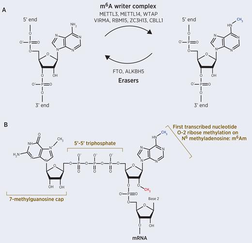 Oncogenic and Tumor-Suppressive Functions of the RNA Demethylase FTO ...