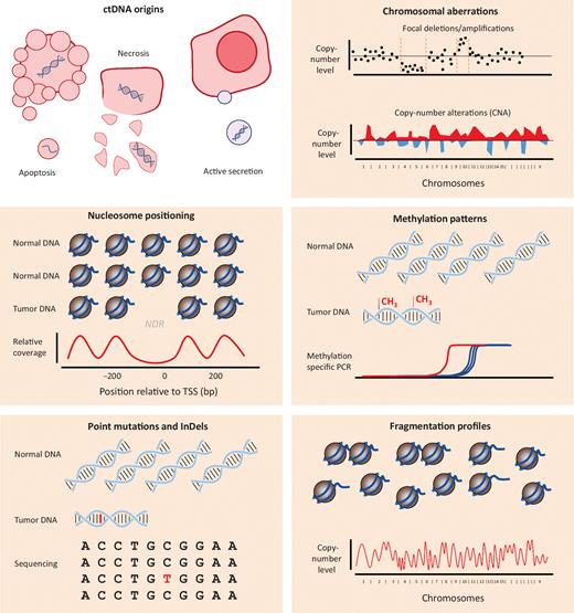 Figure 1. ctDNA origins and tumor-specific markers. ctDNA originates mainly from tumor cells that underwent apoptosis and necrosis but is also secreted into the blood circulation in EVs (Top, left). Tumor-specific markers of cfDNA currently under investigation are: (i) chromosomal aberrations such as focal deletions and amplification, as well as genome wide copy-number alterations; (ii) Gene expression by nucleosome positioning can be determined by looking for nucleosome depleted regions (NDR) in front of the transcription start site (TSS); (iii) methylation patterns in gene promoters regions; (iv) point mutations and indels; (v) genome-wide fragmentation profiles.