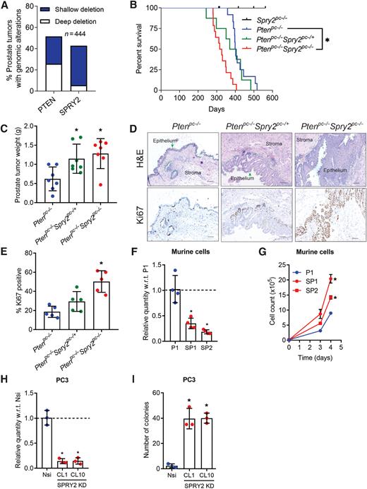 Figure 1. Concomitant PTEN and SPRY2 deficiencies drive prostate cancer progression. A, PTEN and SPRY2 genomic alterations in patients with metastatic prostate cancer (SU2C/PCF Dream Team, PNAS 2019). B, Kaplan–Meier plot for overall survival of indicated mice Spry2pc-/– n = 5, Ptenpc-/– n = 12, Ptenpc-/– Spry2pc-/+ n = 8, Ptenpc-/– Spry2pc-/– n = 14 (*, P < 0.0001, Ptenpc-/– Spry2pc-/– compared with Ptenpc-/–; P = 0.0021, Ptenpc-/– Spry2pc-/– compared with Spry2pc-/–; P = 0.0274 Ptenpc-/– Spry2pc-/– compared with Ptenpc-/– Spry2pc-/+ Log-rank Mantel-Cox test). C, Non-cystic prostate tumor weights from indicated mice at clinical endpoints (n = 7 mice for each group; mean values ± SD are shown; *, P < 0.05 compared with Ptenpc-/–; 1-way ANOVA with Tukey multiple comparison test). D, Representative H&E and Ki67 images of prostate tumor sections from Ptenpc-/–, Ptenpc-/- Spry2pc-/+ and Ptenpc-/- Spry2pc-/- mice (n = 5 mice for each group; scale bar = 100 μm). E, IHC quantification of Ki67 in prostate tumors as indicated (n = 5 mice for each group; mean values ± SD are shown; *, P < 0.05 compared with Ptenpc-/–; 1-way ANOVA with Tukey multiple comparison test). F, Relative mRNA levels of Spry2 in primary murine prostate cancer cells, as indicated. P1 derived from Ptenpc-/–; SP1 and SP2 derived from two independent Ptenpc-/- Spry2pc-/+ prostate tumors (n = 4 independent experiments; mean values ± SD are shown; *, P < 0.05 compared with P1; 1-way ANOVA with Dunnett multiple comparison test). G, Growth of indicated cells (n = 3 independent experiments; mean values ± SEM are shown; *, P < 0.05 compared with P1; 2-way ANOVA with Tukey multiple comparison test). H, Relative mRNA levels of SPRY2 in PC3 human prostate cancer cell lines as indicated. Nsi is PC3 cells with stable expression of non-silencing vector control; CL1 and CL10 are PC3 clones with stable knockdown (KD) of SPRY2 (n = 3 independent experiments; mean values ± SD are shown; *, P < 0.05 compared with Nsi; 1-way ANOVA with Dunnett multiple comparison test). I, Soft agar colony quantifications of the indicated cells (data shown are from a single representative experiment, performed three times with 3 technical replicates each; mean values ± SD are shown; *, P < 0.05 compared with Nsi; 1-way ANOVA with Dunnett multiple comparison test).