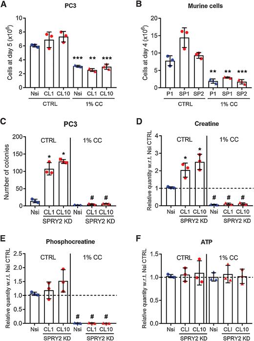 Figure 3. Cyclocreatine suppresses creatine metabolism and proliferation in prostate cancer cells. (A and B) In vitro growth of (A) human PC3 and (B) murine cells treated with control (CTRL) or 1% cyclocreatine (CC) (n = 3 independent experiments; mean values ± SD are shown; **, P < 0.005; ***, P < 0.0005 comparing CC treatment with respective CTRL cells; unpaired t test). C, Soft agar colony quantifications of PC3 Nsi and SPRY2 KD clones (CL1 and CL10) treated with control or 1% cyclocreatine (CC) containing medium (data shown from a single representative experiment performed twice, with 3 technical replicates each; mean values ± SD are shown; *, P < 0.05 compared with Nsi CTRL & #P < 0.05 compared with respective CTRL cells; 1-way ANOVA with Tukey multiple comparison test). (D–F) Relative levels of cellular (D) creatine, (E) phosphocreatine, and (F) ATP in control (CTRL) or 1% cyclocreatine (CC) treated PC3 Nsi and SPRY2 KD clones CL1 and CL10 (n = 3 independent experiments; mean values ± SD are shown; *, P < 0.05 compared with Nsi CTRL & #P < 0.05 compared with respective CTL cells; 1-way ANOVA with Tukey multiple comparison test).