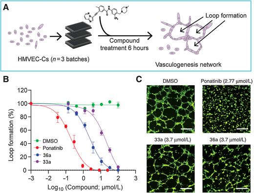 Figure 3. Effects of 33a and 36a on endothelial cell vasculogenesis. A, Human cardiac microvascular endothelial cells (HMVEC-Cs) were treated with compound for 6 hrs and the extent of vascular network formation was quantified. B, Vascular network loop formation as a function of compound dose. Data points represent averages of 3 batches from different human donors, 3 replicates per batch. EC50 values are indicated in Table 1. C, Representative images of vascular networks at the indicated doses. Scale bar represents 200 μmol/L.