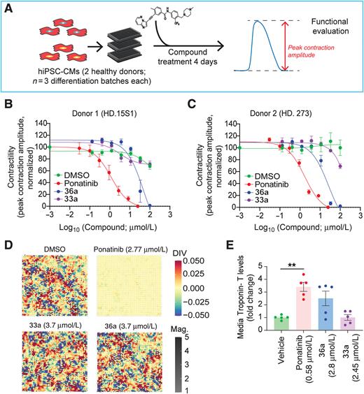 Figure 4. Effects of 36a and 33a on human cardiomyocyte contractility. A, hiPSC-CMs were treated with compounds for 4 days and quantitative effects on contractility were measured by optical recording (100 frames/second) and analysis of motion. B and C, Peak contraction amplitude in response to compound treatment normalized to baseline in cardiomyocytes derived from two healthy donor hiPSC lines. Data points represent averages of three differentiation batches, four replicates per batch. EC50 values are indicated in Table 1. D, Heatmap representations of the peak contraction amplitude in the field of view at the indicated doses. E, Troponin-T levels in the media of treated cells analyzed by ELISA. Data points represent biological replicates (n = 5), each of which contained three technical replicates. **, indicates P < 0.01.