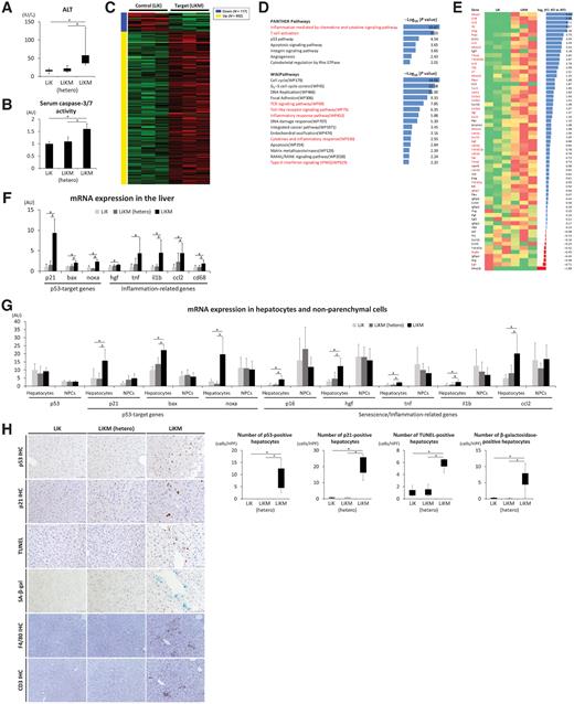 Figure 2. Mdm2 deletion in hepatocytes induced p53 activation and liver inflammation accompanied by hepatocyte apoptosis, SASP, and inflammatory cytokine production in LiKM mice. Liver samples were obtained from LiK, LiKM-hetero, and LiKM mice at 6 weeks of age. A, Serum ALT (N = 9 per group). B, Serum caspase 3/7 activity (N = 6 per group). (C–E) RNA-seq of the liver tissues in control (LiK) and target (LiKM) mice (N = 3 per group). Heatmap of DEGs (C). Enrichment analysis of DEGs in LiKM mice by PANTHER pathways and WikiPathways (D). Pathways noted in red showed inflammation-associated pathways. mRNA expression of inflammation-associated molecules (E). Genes noted in red showed significant expression changes (P < 0.05). F, qPCR analysis of the mRNA expression in whole liver tissue (N = 7–9 per group). G, qPCR analysis of the mRNA expression in hepatocytes and NPCs isolated from the liver (N = 7–10 per group). H, IHC for p53 (×400), p21 (×400), F4/80 (×200), and CD3 (×200), as well as TUNEL staining (×400), and SA-β-gal staining (×400) of the liver and the number of positive hepatocytes (N = 4–7). Arrows indicate positive hepatocytes. *, P < 0.05.