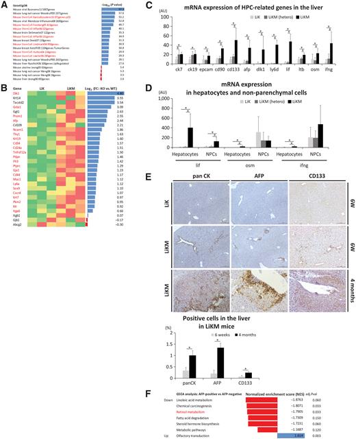 Figure 3. Mdm2 deletion in hepatocytes induced the emergence of HPCs in LiK mice. Liver samples were obtained from LiK, LiKM-hetero, and LiKM mice at 6 weeks of age (A–E) or 4 months of age (E). A and B, RNA-seq of liver tissues from LiK and LiKM mice (N = 3 per group). Enrichment analysis of DEGs by GenesigDB (A). Stem cell–related pathways are shown in red. mRNA expression of HPC markers (B). Genes noted in red showed significant expression changes (P < 0.05). C, qPCR analysis of the mRNA expression of markers of HPC and soluble factors involved in HPC activation in whole liver tissues (N = 7–9 per group). D, qPCR analysis of the mRNA expression of soluble factors involved in HPC activation in hepatocytes and NPCs isolated from the liver (N = 6–10 per group). E, IHC for pan CK, AFP, and CD133 in the liver at 6 weeks (×100) and 4 months (×200) of age and frequency of positive cells in the liver in LiKM mice (N = 3–4 per group). F, Gene set enrichment analysis (GSEA) of AFP-positive cells compared with AFP-negative cells in RNA-seq. AFP-positive and negative cells were extracted from liver tissues of LiKM mice at 4 months of age via laser microdissection. Total RNA was isolated and subjected to RNA-seq (N = 3 per group). *, P < 0.05.