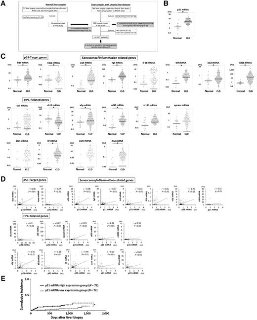 Figure 7. Hepatic p53 activity was associated with apoptosis, SASP, HPCs, and hepatocarcinogenesis in patients with CLD. Human liver biopsy samples were obtained from 182 patients with CLDs and 23 patients without underlying liver diseases as normal control livers. A, Flow chart of patient and sample selection and analysis. B, mRNA expression of p21. C, mRNA expression of p53 target, senescence/inflammation-related, and HPC-related genes. D, Correlation of the mRNA expression in the bulk liver tissues between p53 target, senescence/inflammation-related, and HPC-related genes and p21 in 182 patients with CLD. E, Cumulative liver tumor incidence rate of the p21 mRNA-high and p21 mRNA-low expression groups of patients with 144 HCV-related CLDs. Patients were divided into the p21-high expression group (N = 72) and the p21-low expression group (N = 72) according to the median p21 expression value in the liver. *, P < 0.05.