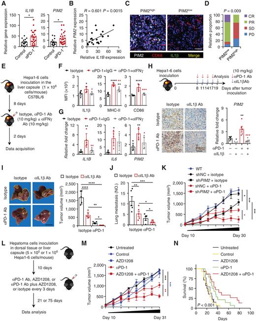 PIM2 Expression Induced by Proinflammatory Macrophages Suppresses ...