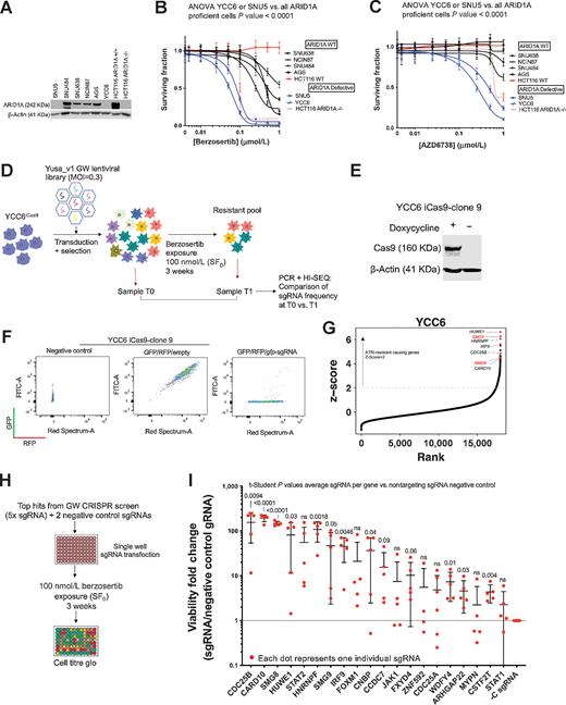 Figure 1. Gastric cancer genome-wide CRISPRn screen identifies genetic determinants of ATRi resistance. A, YCC6 and SNU5 gastric tumor cell lines show no ARID1A expression by Western blotting. Other ARID1A-proficient gastric tumor cell lines are represented in this Western blot analysis and HCT116 ARID1A isogenic cell lines are used as positive and negative controls. B and C, Dose–response survival curves (384-well plate, 5-day assay) show that YCC6 and SNU5 (blue) are sensitive to ATRi, compared with the ARID1A-proficient gastric cancer cell lines (black). HCT116 isogenic controls are highlighted in red. D, Schematic illustrating a genome-wide ATRi CRISPR/Cas9 screen using the YCC6 gastric cancer cell line. E, Western blot analysis showing that YCC6 gastric tumor cell line (clone 9) expresses Cas9 upon doxycycline induction after being transduced with an Edit-R Inducible Lentiviral hEF1a-Blast-Cas9 Nuclease vector and selected with blasticidin. F, YCC6 iCas9 cells have a catalytically active Cas9 as shown by flow cytometry. GFP/RFP/Empty represent iCas9 cells transduced with GFP- and RFP-expressing lentiviral constructs. GFP/RFP/gfp-sgRNA represents iCas9 cells that were additionally transduced with a sgRNA-targeting GFP that cleaves the GFP protein thereby decreasing green fluorescence emission. G, Scatter plot illustrating sgRNA z-score for ATRi-resistant cells retrieved at T1 compared with untreated cells retrieved at T0 plotted against the rank calculated from the rank product of z-score and MAGeCK analysis of sgRNA counts. The genes targeted by sgRNA that were most enriched (T1-T0) are highlighted in red at the top right corner of the graph comprising CDC25B, SMG8, SMG9, HUWE1, IRF9, HNRNPF, and CARD10. H, Diagram showing the validation screen workflow. I, Results of the deconvoluted CRISPRn validation screen in 96-well plate format. Each red dot represents an individual sgRNA. P values were calculated by conducting a t test comparing all sgRNAs per gene versus all sgRNAs per the control sgRNA. Dose–response curves, Western blot analysis and the deconvoluted CRISPRn validation screen in 96-well plate format are representative of three or more biological replicates.