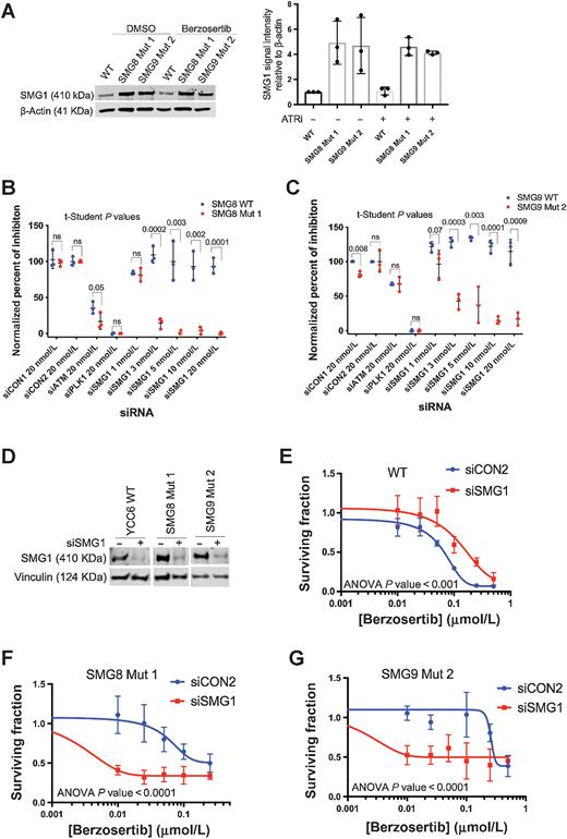Figure 3. Silencing of SMG1 resensitizes SMG8 and SMG9 knockout cells to ATR inhibition. A, SMG1 is overexpressed in the SMG8 and SMG9 mutant cells after 48 hours of DMSO or 150 nmol/L berzosertib exposure, compared with the WT cells (Left). Smg1 signal intensity relative to β-Actin expression representing relative protein expression using ImageJ (right). Error bars represent SEM, considering three biological replicates. B and C, SMG1 knockdown experiment (384-well plates) showing an increase in the normalized percent of inhibition in the SMG8 and SMG9 mutant cells (red) compared with the WT cells (blue) following exposure to a range of SMG1 siRNA concentrations (from 1 to 20 nmol/L; negative controls; siCON1, siCON2, positive controls; siATM, siPLK1). D, Western blot analysis showing siSMG1 silencing in the YCC6 WT and SMG8 and SMG9 mutant cells. E–G, Silencing of SMG1 in YCC6 WT, SMG8 and SMG9 mutant cells resensitizes them to ATRi (384-well plate, 5-day assay). siCON2 is used as a negative control. All panels of this figure are representative of three or more biological replicates.