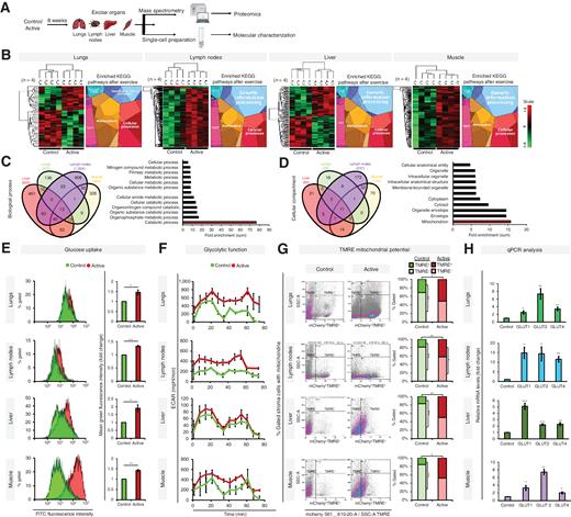 Figure 1. Exercise causes a metabolic shift in tissues. A, Schematic representation of the exercise mouse model. B, Left: heat maps showing proteins differentially expressed in lungs, lymph, liver, and skeletal muscle of active mice versus control with red indicative of upregulation and green indicative of downregulation in the tissues of active mice. Right, proteomaps of KEGG pathways enriched in differentially expressed proteins. C and D, Proteins differentially expressed in active mice enriched for (C) GO biological process and (D) GO cellular compartment identified using GENEONTOLOGY tool. Left: Venn diagram of overlap of the GO terms for proteins differentially expressed in the indicated organs for (C) biological processes and (D) cellular compartment. Right, sum of fold enrichment of the GO terms for all the indicated tissues. E, Left, glucose uptake in single cells originating from the indicated organs evaluated by analysis of fluorescence of 2-NBDG. Right, mean green fluorescence intensity in single cells originating from the indicated organs of the control and active mice relative to intensity in control tissue. F, Glycolytic function of single cells from the indicated organs determined using ECAR measurements. Samples were normalized to their Gapdh mRNA level. Error bars represent ± SEM (n ≥ 4). G, FACS analysis of mitochondrial activity in primary organ cells (lungs, lymph nodes, liver, and skeletal muscles) of control and active mice; TMRE expression is indicative of active mitochondria. Left, representative image of the FACS data shows the TMRE− and TMRE+ cell populations for control and active mice. Right, quantification (% gated cells) from the FACS for control and active mice. Statistical comparison between TMRE− and TMRE+ from each group (control and active) and TMRE+ between control and active groups is presented in the graphs (n > 3 animals in each group). *, P < 0.05; **, P < 0.01; ***, P < 0.001. H, qRT-PCR quantification of the mRNAs encoding the indicated glucose transporters in tissues from active and control mice. Data were normalized to endogenous levels of Gapdh or Hprt. Error bars represent ± SEM (n = 3 independent experiments). *, P < 0.05; **, P < 0.01; ***, P < 0.001.