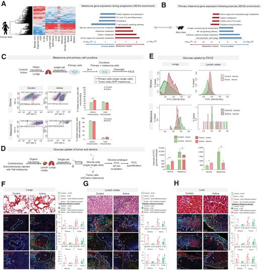 Figure 4. Metabolic cross-talk between cancer cells and stroma. A, Left, heatmap of the normalized expression of genes from TCGA data set (rows) classified as benign nevi, atypical nevi, vertical growth phase melanoma (VGP), and in situ melanoma compared with melanoma metastases of indicated tissues (Supplementary Table S3). Red indicates high expression; blue indicates low expression. Right: KEGG enrichment analysis of the genes upregulated and downregulated in metastatic melanoma. B, KEGG enrichment analysis if genes downregulated in primary melanomas of mice exercised pre and post melanoma cell injection compared with control mice (3). C, top, experimental design for the coculture of the melanoma cells and primary cells for mitochondrial activity (stained by TMRE) by FACS (as indicated). Bottom left, FACS analysis of the mitochondrial activity in GFP-labeled Ret-melanoma cells cocultured with primary lung cells of control and active mice; TMRE expression is indicative of active mitochondria. Bottom right, calculation of TMRE+ cells in primary lung cells (top) melanoma (bottom) based on the FACS analysis. Error bars represent ± SEM (n = 6 animals in each group). *, P < 0.05. D, Schematic representation of the glucose uptake assay. E, Top and middle, FACS analysis of the uptake of 2-NBDG by melanoma (mCherry+) and stromal (mCherry−) cells originating from the lungs and lymph nodes. Bottom, intensity of the signal from 2-NBDG in stroma and melanoma from lungs and lymph of control and active mice. F and G, Left: Hematoxylin and eosin staining (20× magnification) and immunofluorescence analysis (40× magnification) of S100-Beta (green) and GLUT1, ALDOA, or COMPLEX I (red) in (F) lungs, (G) lymph nodes, and (H) livers. DAPI-stained nuclei appear in blue. White-dashed lines indicate tumor (T)–stroma (S) boundaries. Right, quantification of the red and green mean fluorescence intensities in the tumor and stroma normalized to DAPI mean fluorescence intensity using ImageJ. t test statistical comparison is represented: *, (black) indicates a t-test GLUT1, ALDOA, or COMPLEX I (red) comparison of the control and active animals in stroma or tumor regions; + indicates a t-test GLUT1 (red), ALDOA (red), COMPLEX I (red) of S100-beta (green) comparison of the stroma and tumor regions of the control animals; λ indicates a t test GLUT1 (red), ALDOA (red), COMPLEX I (red), or S100- Beta (green) comparison of the stroma and tumor regions of active animals. Error bars represent ± SEM (n > 15 fields from each area (stroma or tumor for each target) in at least three images). + or * or λ, P < 0.05; ++ or ** or λλ, P < 0.001; +++ or *** or λλλ, P < 0.001.