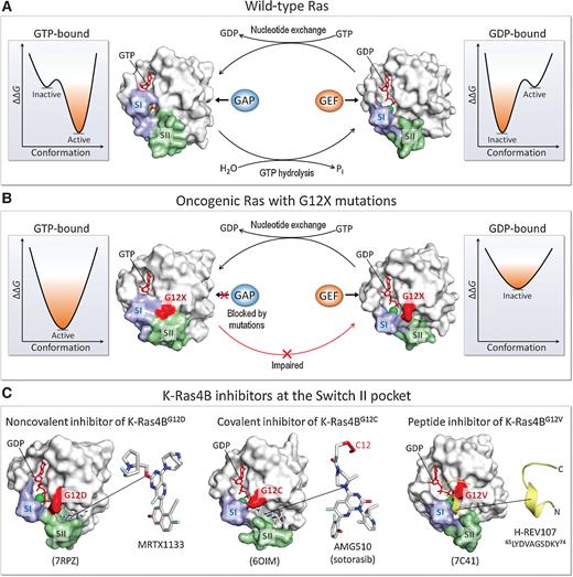 Figure 1. Regulation of the Ras GTP–GDP cycle. A, Wild-type Ras is activated by the nucleotide exchange factor (GEF) via the GDP-to-GTP exchange and deactivated by the GTPase-activating protein (GAP) via the GTP-to-GDP hydrolysis. Highly populated conformational ensembles represent the active and inactive states for the GTP-bound and GDP-bound Ras, respectively. B, Oncogenic driver mutations at the position 12, such as G12D, G12C, and G12V, impair the GAP-mediated hydrolysis, retaining Ras in a constitutively active GTP-bound state. These strong activating mutations shift the populations, strongly biasing the ensembles of the conformations toward the active state. C, Examples of Ras inhibitors embedded in the crystal structures of K-Ras4B. These are MRTX1133, a noncovalent inhibitor for K-Ras4BG12D (PDB ID: 7RPZ); AMG510 (sotorasib), a covalent inhibitor for K-Ras4BG12C (PDB ID: 6OIM); and H-REV107, a peptide inhibitor for K-Ras4BG12C (PDB ID: 7C41). These inhibitors target the Switch II (SII) pocket in the GDP-bound form.