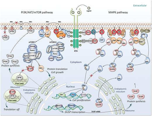 Figure 2. Phosphatases in cell homeostasis. In the PI3K/AKT/mTOR pathway, PI3K phosphorylates PIP2 to PIP3, and PTEN dephosphorylates PIP3 back to PIP2. Mutations in PTEN impair the tumor suppressor activity. PDK1 and mTORC2 phosphorylate and activate PIP3-bound AKT. Then the active AKT regulates the activation of mTORC1, leading to cell growth. Upon activation, mTORC1 phosphorylates S6K1 and 4E-BP1. Phosphorylated S6K1 phosphorylates eIF4B and S6, leading to increased protein translation. The phosphorylation of 4E-BP1 causes the release of eIF4E, initiating PTEN translation. In physiologic or oncogenic activation of PI3K/AKT/mTOR signaling, the PTEN expression is increased, controlled by mTORC1/4E-BP1-dependent translation. However, tumor treatment with PI3K inhibitors causes inhibition of the PTEN translation, reactivating the pathway. The MAPK pathway involves Ras and kinase cascades, including Raf, MEK, and ERK. Kinase suppressor of Ras (KSR) is a scaffolding protein, facilitating the MAPK activation. Oncogenic Ras hyperactivates MAPK signaling, leading to cell proliferation. DUSP6, a member of the MAPK phosphatases (MKP), dephosphorylates ERK via negative feedback. In lung adenocarcinoma (LUAD), NKX2–1 induces DUSP6 transcription, which is delivered to the ribosome for DUSP6 translation. The cytoplasmic phosphatase DUSP6 deactivates ERK in the cytosol, whereas its nuclear counterpart DUSP5 deactivates ERK in the nucleus. In the cartoon, red explosion shapes denote mutations.