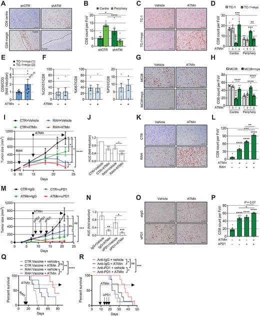 Figure 6. Targeting myofibroblast ATM promotes tumor CD8 T-cell infiltration and potentiates immunotherapy. A and B, Representative IHC staining (A) and relative quantification (B) of CD8 T cells in the core and periphery of TC-1 myo-rich tumors (described in Fig. 5F–J; ntr = FoV = 10; dotted lines highlight the tumor margins). C and D, Representative IHC staining (C) and relative quantification (D) of CD8 T cells in the core and periphery of tumors described in Fig. 5K (ntr = FoV = 10). E–F, Flow cytometry analysis from TC-1 + myo-rich tumors described in Fig. 5K (E shows two experiments; two-way ANOVA is used). G and H, Representative IHC staining (G) and relative quantification (H) of CD8 T cells in the core and periphery of the tumors described in Fig. 5P (ntr = FoV = 10). I–L, Mice were injected with TC-1 + myoMLF and treated with RAH vaccine±AZD0156. Control plasmid with vehicle was used as control. Tumor growth curves of a representative experiment (I; mouse number = 7–8; see also Supplementary Fig. S7a); two-way ANOVA is shown and refers to AUC analysis of three experiments (J). Representative IHC staining (K) and relative quantification of CD8 T cells in the tumor core (L; ntr = FoV = 10). M–P, Mice were injected with MC38 and myoMCF and treated with αPD-1 and AZD0156, either alone or in combination. Control mice received isotype control antibody and vehicle. Tumor growth curves of a single experiment (M; mouse number = 5–8; see also Supplementary Fig. S7b) and relative AUC analysis (N). Representative IHC staining (O) and relative quantification (P) of CD8 T cells in the tumor core (ntr = FoV = 10 in P). Q and R, Overall survival of mice injected with TC-1 + myoMLF (Q) or MC38 + myoMCF (R) and treated as indicated (mouse number = 7–8 for both experiments; Mantel–Cox log-rank test is shown; see also Supplementary Fig. S7c and S7d). Scale bars, 200 μm; a homoscedastic Student t test is used throughout the figure and is relative to the control unless otherwise highlighted.