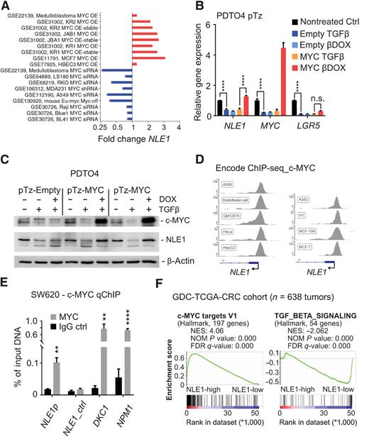 Figure 2. Regulation of NLE1 expression by c-MYC and TGFβ signaling in colorectal cancer. A, Meta-analysis of NLE1 mRNA expression in public datasets (NCBI Gene Expression Omnibus, GEO) representing studies with c-MYC overexpression (OE, red bars) or c-MYC knockdown by RNA interference (siRNA, blue bars) in indicated cell lines. GEO accession numbers for each of the depicted experiments are indicated. B, qRT-PCR analysis of NLE1 gene expression in PDTO4 cells stably transduced with lentiviral particles encoding for a doxycycline-inducible c-MYC allele (pTz-MYC) or with a control lentivirus (pTz-Empty). Cells were left untreated or treated with either 20 nmol/L recombinant TGFβ1 (TGFβ) for 5 days alone or 500 ng/mL doxycycline was added simultaneously with 20 nmol/L recombinant TGFβ1 (βDOX) 48 hours prior to analysis. Statistical significance between all samples was assessed by ordinary two-way ANOVA plus Tukey multiple comparison test and is indicated by asterisks (****, P ≤ 0.0001). Shown is the mean ± SD (n = 3). C, Immunoblot analysis of c-MYC and NLE1 protein levels in PDTO4 cell lines described and treated as in B. Note that for pTz-MYC virus–transduced PDTOs, whole protein lysates of two independent experiments were analyzed. β-Actin served as a loading control. D, Binding of c-MYC to the NLE1 promoter region in the indicated cell lines as represented by c-MYC ChIP-seq signals. Note that the genomic NLE1 sequence covered by ChIP seq peaks contains one consensus c-MYC binding sequence (E-box, CACGTG). Numbers on the y-axis indicate ChIP-Seq reads. Source: The Encyclopedia of DNA Elements (ENCODE) Consortium. Visualization of the ChIP-seq peaks located in the NLE1 promoter region was done with the Integrative Genomics Viewer (IGV, Broad Institute). E, ChIP combined with qRT-PCR (qChIP) analysis on genomic DNA from SW620 cells. The amount of DNA immunoprecipitated with anti-MYC antibody or a rabbit IgG-control in each sample is shown as percentage of chromatin input. Note enrichment of the NLE1 gene promoter (NLE1p) amplicon in contrast to an amplicon located approximately 5 kb downstream within NLE1 (NLE1_ctrl). Amplified regions of the DKC1 and NPM1 promoters have been shown previously to contain c-MYC binding sites (Zeller et al., 2006) and served as positive controls. Statistical significance between c-MYC IgG and rabbit control IgG groups was assessed by multiple t tests corrected for multiple comparison using the Holm–Sidak method and is indicated by asterisks (**, P < 0.01; ****, P < 0.0001). Mean ± SD (n = 3). F, GSEA on NLE1 colorectal cancer gene signatures derived from GDC-TCGA-COAD plus GDC-TCGA-READ RNA-sequencing data sets (n = 638 colorectal cancer samples, see Materials and Methods for details). Shown are enrichments of c-MYC targets V1 and TGFβ signaling gene sets (MSigDB collections, Broad Institute). NES, normalized enrichment score; NOM P value, nominal P value; FDR-q, false discovery rate q-value.
