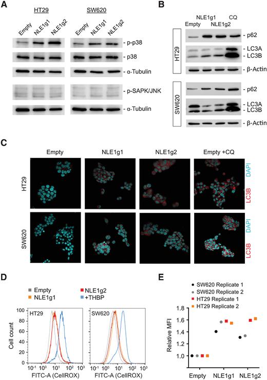 Figure 5. Loss of NLE1 affects p38/MAPK signaling, autophagy, and levels of reactive oxygen species in colorectal cancer cells. A, Immunoblot analysis of p38/MAPK, phospho-p38 (p-38) and phospho-SAPK/JNK in HT29 (left) and SW620 (right) cells transduced with either pLentiCRISPR-E (Empty) control lentiviral particles or lentiviral particles encoding for two different guide RNAs targeting NLE1 (NLE1g1, NLE1g2). α-Tubulin served as a loading control. B, Immunoblot analysis of the autophagy receptor protein p62 and autophagosome proteins LC3A/B in NLE1 wild-type (Empty) and NLE1 knockout (NLE1g1 and NLE1g2) HT29 (top) and SW620 (bottom) cells. β-Actin served as a loading control. C, Confocal microscopy images visualizing the indirect immunofluorescence staining of LC3B (red signal) as a surrogate for the occurrence of autophagosomes in NLE1 wild-type (Empty) and NLE1 knockout (NLE1g1 and NLE1g2) HT29 and SW620 cells. As a positive control for autophagosome accumulation, cells were treated with 50 μmol/L of the autophagy inhibitor chloroquine (CQ) 24 hours prior to analysis. D, Flow cytometry analysis of reactive oxygen species (ROS) generation in NLE1 wild-type (Empty) and NLE1 knockout (NLE1g1 and NLE1g2) HT29 and SW620 cells. As a positive control, cells were treated with the ROS-inducing agent tert-butyl hydroperoxide (+THBP) 1 hour prior to analysis. Histograms indicate cell count (normalized to mode) at different fluorescence levels originating from ROS-oxidized CellROX Green Reagent. E, Mean fluorescence intensity (MFI) of ROS-mediated CellROX oxidization in HT29 and SW620 control cells (Empty) and NLE1 knockout cells (NLE1g1 and NLE1g2). MFI was normalized to controls (relative MFI = 1.0). n = 2 replicates per cell line.