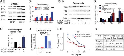 Figure 6. CD10− enMSCs increase intracellular iron in OCCC cells. A, (i) Western blot and (ii) densitometry-based quantification of ferritin H and L subunits (FTH, FTL), hephaestin (HEPH), and FPN1 in CD10+ vs. CD10− enMSCs, demonstrating increased iron storage and iron export proteins in CD10− enMSCs. B, (i) Western blot and (ii) densitometry-based quantification of FTH, FTL, and transferrin receptor (TFR) in OCCC alone or cocultured with CD10− or CD10+ enMSCs demonstrating altered FTH to FTL ratios and increased TFR after coculture with CD10− enMSCs. C, Measurement of the LIP in TCs grown with CD10− or CD10+ enMSCs, demonstrating increased LIP after CD10− enMSC coculture. D, Measurement of the LIP in enMSCs before and after coculture with TCs, demonstrating decreased LIP in the CD10− enMSCs after coculture. E, Proliferation of TCs grown with CD10− enMSCs, CD10+ enMSCs or alone treated with increasing doses of the iron chelator, DFO. E, (ii) Quantification of CD10− enMSC TC growth promotion with increasing doses of DFO (*, **, ***, P < 0.05).