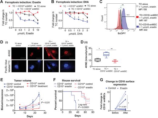 Figure 7. CD10- enMSCs sensitize OCCC to ferroptosis. A, In vitro dose response curve with Erastin. Viable OCCC tumors cells (TC) with and without CD10+ vs. CD10- enMSCs were quantified and represented as fold change from no treatment control. B, In vitro dose response curve with DHA (assessed as in A) C) BoDIPY stain quantifying lipid peroxidation in TC with and without CD10+ vs. CD10- enMSCs treated with 1 μmol/L erastin. * = P < 0.05 TC+CD10-enMSC vs. TC+CD10+ enMSC; ** = P < 0.05 TC+CD10- enMSC vs. TC alone. D, 4-HNE staining of OCCC with and without CD10+ vs. CD10- enMSCs treated with 1 μmol/L erastin. TC labeled with pacific blue.(i) representative immunofluorescence images (scale bar = 25um), (ii) quantification of fluorescent signal per cell (5 independent fields of view per condition). *, P < 0.05 erastin-treated TC alone vs. TC+CD10− enMSC; **, P < 0.05 erastin-treated TC+CD10− enMSC vs. TC+CD10+ enMSC. E, In vivo tumor burden measured via IVIS imaging and (F) survival of mice with CD10+ vs. CD10− enMSC containing tumors treated with and without erastin. G, Change in CD10 surface expression in CD10− enMSCs grown with TCs in vivo with control vs. erastin treatment.