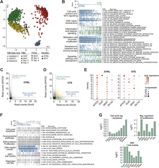 Figure 4. Recurrent MBs molecularly resemble primary MBs, are more inflammatory and immune evasive. A, PCA plot showing the affiliation of primary GTML tumors and recurrent GTS tumors with expression profiles of MB subgroups (data from refs. 15, 25) Northcott and MB PDXs (18) following cross-platform projection via the Metagene (23) Tamayo method. B, GSEA results for 32 selected key gene sets from six pathway categories significantly enriched in either the GTS (green) or GTML tumors (blue). C and D, Single-cell sequencing read counts for MYCN and Sox9 in GTML (C) and GTS (D), indicating that the percentage of MYCN-positive (reads ≥ 2) cells remains largely unchanged between the two tumor models, whereas the GTS tumor reveals an increased percentage of Sox9 expressing cells. See also Supplementary Fig. S4 and Supplementary Table S2. E, Dot plots of transgenic MYCN and murine Sox9, Mki67, and Slc1a2 gene expression in GTML (left) and GTS (right) cell lines. Cluster IDs are indicated along the y-axis. The size of the dot indicates how many % of cells in the cluster express the gene and the color intensity indicates the average expression level in the cluster. F, Enrichment plots of pathways significantly altered in 48-hour dox-treated pre-GTS tumor cells (grey) compared with 48-hour dox-treated GTML tumor cells (blue). G, Bar plots showing the logFC for selected genes from the gene sets depicted in F as calculated by edgeR between GTML and pre-GTS cells under dox treatment. See also Supplementary Fig. S4 and Supplementary Tables S3 and S4.