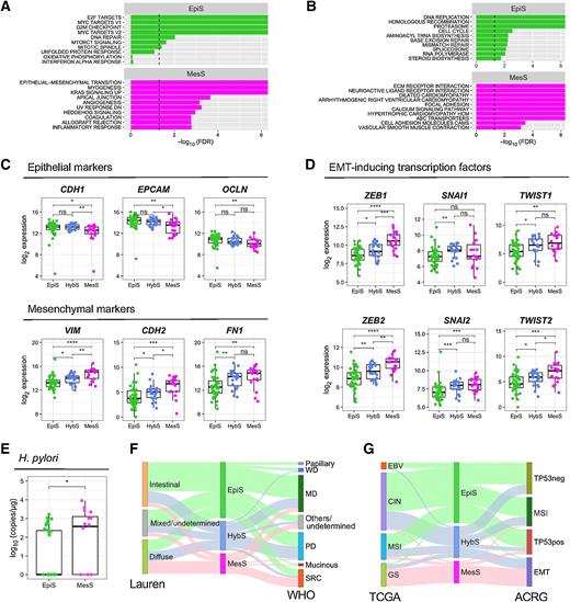 Figure 4. Functional characterization of AS subtypes. A and B, Statistically enriched gene sets in EpiS and MesS subtypes identified using GSEA 50 Hallmark gene set (A) and MSigDB KEGG pathways (B). C, Gene expression of epithelial CDH1, EPCAM and OCLN, and mesenchymal VIM, CDH2 and FN1 markers in each patient subtype. D, Gene expression of EMT-inducing transcription factors ZEB1/2, SNAI1/2, and TWIST1/2 in each patient subtype. E, Absolute quantification of H. pylori copies in each patient subtype. F, Associations between AS event-based patient subtype and Lauren or WHO clinical subtypes. MD, moderately differentiated; PD, poorly differentiated; SRC, signet ring cell carcinoma; WD, well differentiated. G, Associations between AS event-based patient subtype and TCGA or ACRG molecular subtypes. Wilcoxon rank-sum test, *, P < 0.05; **, P < 0.01; ***, P < 0.001; ****, P < 0.0001; ns, nonsignificant.