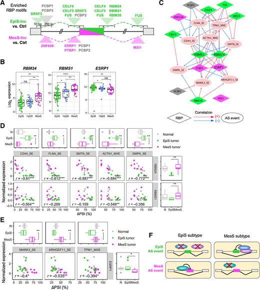 Figure 5. RBPs as regulators of AS events in EpiS and MesS tumor subtypes. A, RBP motifs enriched near differentially included exons in EpiS and MesS subtypes. See also Supplementary Table S5. B, Normalized RBP gene expression in each patient subtype. C, Correlation network between RBP expression and ΔPSI values of each AS event. Positive and negative correlations are shown with red and blue arrows, respectively. Colors for RBP nodes indicate the subtypes of RBP motifs enriched in A. D and E, Correlation between RBP expression and AS for each RBP-AS pair, for EpiS (D) and MesS (E) AS events, colored by sample type. Box plots indicate subtype differences in AS event (top) and RBP expression (right). F, Model of AS regulation by RBP expression in gastric cancer. Wilcoxon rank-sum test, *, P < 0.05; **, P < 0.01; ***, P < 0.001; ****, P < 0.0001; ns, nonsignificant.