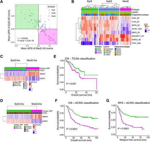 Figure 6. Validation of AS-based subtype classification in independent datasets. A, Scatter plot of patients from Hwang's cohort using meanΔPSI of AS event-based EpiS and MesS tumor subtypes, colored by subtype. B, AS event-based patient classification applied to Hwang's cohort. Patient clinical classification by Lauren and their integrated subtype are shown. C and D, RBP-based classification of TCGA (C) and ACRG (D) patients according to RBM24 and ESRP1 expression. E and F, Kaplan–Meier plot for OS between EpiS-like and MesS-like RBP-subtypes in TCGA (E) and ACRG (F) cohorts (log-rank test P values). G, Kaplan–Meier plot for relapse-free survival between EpiS-like and MesS-like RBP-subtypes in the ACRG cohort (log-rank test P values).
