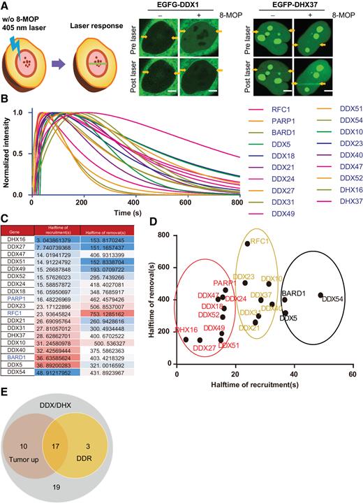 The Roles of RNA Helicases in DNA Damage Repair and Tumorigenesis ...