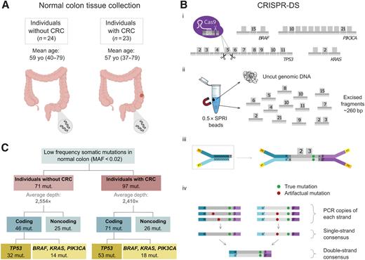 Figure 1. CRISPR-DS enables ultrasensitive detection of cancer gene mutations in normal colon samples. A, Normal colon biopsies were procured from individuals with and without colorectal cancer. B, CRISPR-DS. i, CRISPR-Cas9 guides were designed to target common oncogenic mutation regions in BRAF, PIK3CA, and KRAS as well as the full coding region of TP53 in fragments of approximately 260bp. (ii) Size selection with SPRI beads was used to enrich for excised fragments. (iii) Excised fragments were ligated to adapters with random double-stranded molecular tags. (iv) The generation of single-strand and double-strand consensus sequences from reads sharing the same molecular tags enables the elimination of artifactual mutations. Adapted from Nachmanson et al (ref. 27). C, Low frequency somatic mutations in cancer genes are identified in normal colon from patients with and without colorectal cancer.