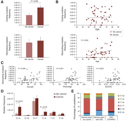 Figure 2. Normal colon of patients with colorectal cancer has higher, not age-related, coding mutation frequency and a mutation spectrum similar to cancers. A, Coding and noncoding mutation frequency in normal colon from individuals with and without cancer. Mutation frequency is calculated as the number of mutations divided by the total number of duplex nucleotides sequenced in the coding or noncoding target regions, respectively. The P value corresponds to Mann–Whitney U test. Error bars represent standard error of the mean. B, Coding and noncoding mutation frequency and its correlation with age. The P value corresponds to Spearman's correlation. C, Non-coding mutation frequency correlation with Horvath, PhenoAge, and EpiTOC epigenetic clocks. P values correspond to Spearman's correlation. D, Frequency of coding mutation by substitution type compared between normal colon of individuals with and without cancer. P values correspond to the Mann–Whitney U test. Error bars represent standard error of the mean. E, Mutation spectrum compared between coding nucleotide substitutions from normal colon of individuals without colorectal cancer (n = 42), with colorectal cancer (n = 65), and colorectal cancer COSMIC data for whole-genome screens restricted to the study targets (n = 2,768). Only significant P values are displayed.