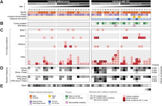Figure 4. Mutations in normal colon of patients with colorectal cancer are often different from mutations in synchronous tumors and, in early onset patients with colorectal cancer, driver mutations are frequently observed forming large clones. Each column corresponds to a patient. Patients are grouped by cancer status and sorted by ascending age. Panels of data indicate (A) clinical information; (B) presence of tumor mutation in normal tissue and MSI status, (C) normal colon mutation counts for each gene, (D) normal colon mutation frequency, and (E) depth. A and B, White squares indicate that the information is not available and gray squares indicate negative. Tumor mutation was negative for four cases that did not show any mutation in the 4 tested genes. Normal colon mutations for each gene (C) are indicated with squares that contain the number of mutated reads color coded for mutations that are coding, drivers, and drivers with more than one (>1) mutated duplex read. “T” next to the number indicates that the mutation was observed in the synchronous tumor. Driver mutations were conservatively defined as oncogenic hotspots and TP53 hotspots, nonsense, splice, and indel mutations. Grayscale heatmaps (D) show mutation frequency values based on mutations that are coding, driver, and driver with >1 duplex read for all genes and TP53 only. P values correspond to the Mann–Whitney U test comparison of the mean frequency between individuals with and without colorectal cancer. Depth (E) indicates average duplex depth for all positions sequenced.