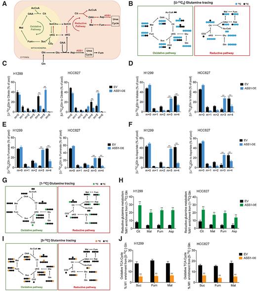 ASS1-Mediated Reductive Carboxylation of Cytosolic Glutamine Confers ...