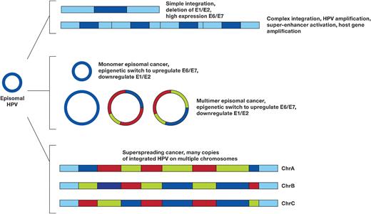 Extrachromosomal Amplification of Human Papillomavirus Episomes Is a ...