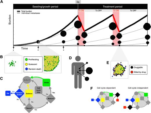 Figure 1. Mathematical model overview and design. A, Simulated treatment trajectory. During the seeding/growth phase, metastases are seeded and grown until reaching a specific total burden at diagnosis (Dx). The treatment period follows, during which, therapy is applied until the tumor burden reaches half of the original value, and therapy is withdrawn until the tumor burden reaches the original value again, where the treatment cycle begins anew. B, For each metastasis, individual cells are seeded in a separate off-lattice domain. Total burden used for treatment decisions is defined as the sum of all cells in the whole system of metastases. C, ABM decision flowchart for each individual cell over a time step. D, After reaching the designated burden, the treatment period begins. E, Cells are considered druggable if they lie near the outside edge of the mass (see Supplementary Methods for details), and they can only be killed by the drug if they are druggable. F, Metastases are either subjected to a cell cycle–dependent or cell cycle–independent drug, acting at the point in the decision flowchart shown.