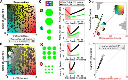 Figure 3. The effect of total tumor burden and number of metastases on adaptive therapy cycling. A and B, An array of 300 random parameter combinations is simulated and is shown colored in grayscale according to drug response time (A) and regrowth time (B), which both use the same array of values and have added noise for easier visualization. Isolines are shown at 5k, 10k, 20k, 40k, and 80k cells per metastasis, with increasing line weights. C, Example simulations with parameter combinations 1 through 4 (as labeled in A and B). The green tumors represent the multiple lesions pretreatment, while the plots show the dynamics of the lesions during the first cycle of adaptive therapy. The total burden is in red (drug on) and black (drug off), and the individual metastases are plotted in green. The light gray rectangle shows our chosen threshold of metastatic invisibility at 10k cells. D, The same simulations from A and B are projected into cycle space and colored according to their combination of total burden and number of metastases using the background colormap. The histograms show the frequency distribution of each axis separately. E, We plot the same points from D colored according to the average number of cells per metastasis for each simulation. [NDx, m, r0, dr, hi, ha] = [10,000–150,000, 1–10, 0, 0, 0, 0]. Animations of example simulations are shown in Supplementary Data, Movie S1.
