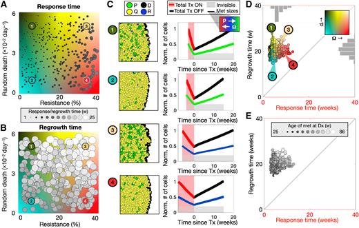 Figure 4. The effect of the level of preexisting drug resistance and turnover on adaptive therapy cycle dynamics. A and B, An array of 300 random parameter combinations is simulated and is shown colored in grayscale according to drug response time (A) and regrowth time (B). C, Example simulations with parameter combinations labeled in A and B are shown colored according to their phenotypic state (P, proliferating; Q, quiescent; D, druggable; R, random death) and over the first cycle of adaptive therapy. The dynamics show the total burden in red (drug on) and black (drug off) and the individual metastases in green. The light gray rectangle shows our chosen threshold of metastatic invisibility at 10k cells. D, The same virtual cohorts in A and B are plotted in cycle space and colored according to their combination of sensitivity and random death rate parameters using the colormap from A and B. E, The same points from D are colored according to the age of the metastases prior to treatment for each simulation. [NDx, m, r0, dr, hi, ha] = [80,000, 2, 0–0.4, 0–6×10−2, 0, 0]. Animations of example simulations are shown in Supplementary Data, Movie S2.