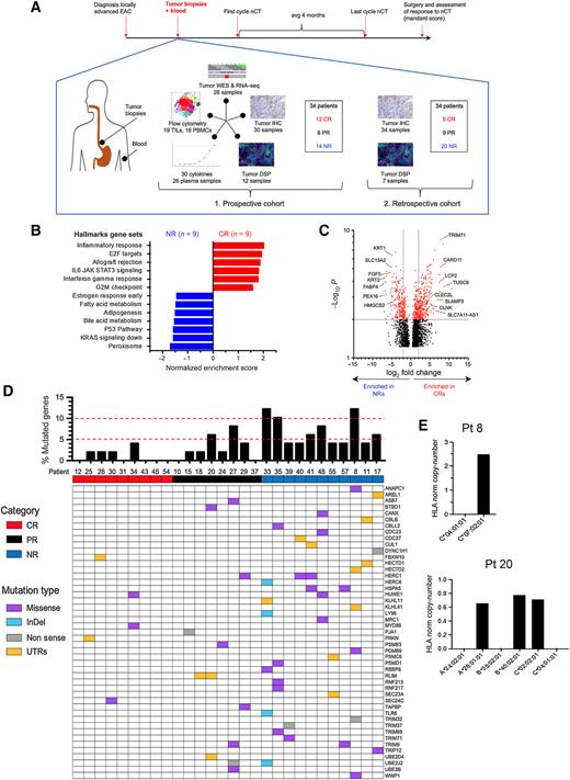 Figure 1. Baseline higher immune gene signatures and reduced resistance to stress are associated with response to nCT. A, Schematic overview of the study design showing our multidimensional analysis of pre-nCT tumor biopsies (WES, RNA-seq, IHC, proteome DSP, and flow cytometry analysis) and blood (flow cytometry analysis, plasma cytokines) collected prospectively from patients diagnosed with locally advanced EAC (n = 34); an additional cohort of archived pretreatment EAC tumors (n = 34) was analyzed by IHC and DSP. B, Hallmark GSEA comparison of CRs (n = 9) versus NRs (n = 9) showing normalized enrichment scores for gene sets with FDR < 0.01. C, Volcano plot of genes enriched in CRs versus NRs from bulk RNA-seq. The volcano plot reports the name of genes selected on the basis of their participation in pathways differentially enriched in GSEA analysis, as discussed in the Results section. D, Oncoplot of somatic mutations in Reactome pathway MHC class I antigen processing and presentation genes, with respective percentages of mutated genes for each EAC sample. E, HLA LOH events represented as imbalanced HLA copy numbers observed in two patients, N 20 (PR) and N 8 (NR).