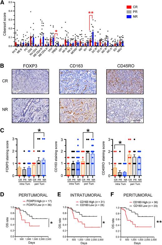 Figure 2. Increased baseline infiltration of FOXP3+ and CD163+ cells in EACs of NRs is associated with reduced OS. A, CIBERSORT scores for EAC-infiltrating immune cell populations were calculated from RNA-seq data for CRs, PRs, and NRs. Bar graphs represent mean ± SEM. *, P <0.05; **, P <0.01; one-way ANOVA. NV B, naïve B; ME B, memory B; P, plasma cells; CD8, CD8+; NV CD4, naïve CD4+; ME CD4 R, memory CD4+ resting; ME CD4 A, memory CD4+ activated; TFH, follicular T helper; γδT, gamma delta T; NK R, natural killer resting; NK A, natural killer activated; MONO, monocytes; M0, M0 macrophages; M1, M1 macrophages; M2, M2 macrophages; DC R, dendritic cells resting; DC A, dendritic cells activated; MC R, mast cells resting; MC A, mast cells activated; EO, eosinophils; NEU, neutrophils. B, Representative immunostaining of pretreatment EACs for FOXP3, CD163, and CD45RO. Scale bar, 50 μm. C, Staining scores for intratumoral (intra Tum) and peritumoral regions (peri Tum) in CRs (n = 15), PRs (n = 16), and NRs (n = 33). Semiquantitative h scores (0 = no staining to 3 = strongest staining) were assigned by an expert pathologist. Data are presented as mean ± SEM. *, P <0.05; one-way ANOVA. D, OS of patients with high versus low FOXP3 IHC staining scores in intratumor EAC infiltrates before neoadjuvant chemotherapy (high score, h ≥ 1; low score, h < 1). *, P <0.05; log-rank test. E and F, OS of patients with high versus low CD163 IHC staining scores in peritumoral (E) and intratumoral (F) EAC infiltrates before neoadjuvant chemotherapy (high score, h ≥ 2; low score, h < 2). *, P < 0.05; **, P < 0.01; log-rank test.