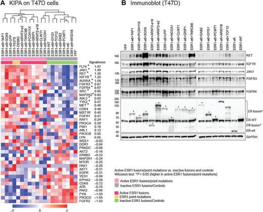 Figure 1. KIPA profiling reveals druggable kinase expression levels induced by ESR1-TAFs in T47D breast cancer cells. A, Heatmap showing the expression of kinases in T47D cells expressing ESR1 fusion proteins and ERα LBD point mutants. Kinase expression values were log2 transformed. Signal/noise ratio was computed by dividing the difference of the means of TAFs and LBD mutations and inactive fusions and controls by the sum of their SDs. Scale bar indicates row Z scores (from dark blue as −2 to dark red at +2). B, Immunoblotting of kinases and endogenous ERα and ESR1 fusion proteins in lysates made from E2-deprived stable T47D cells. Asterisks indicate ESR1 fusion proteins. GAPDH served as a loading control. The dashed line indicates two separate blots that were conducted at the same time. Representative data are shown from two independent experiments.