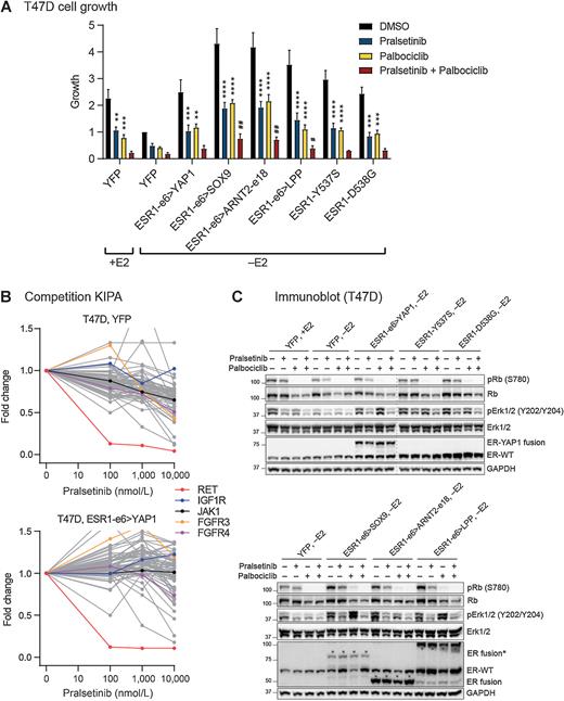 Figure 2. RET and CDK4/6 inhibitors suppress ERα+ breast cancer cell growth driven by active ESR1 fusion proteins. A, Cell growth was assayed in E2-deprived stable cells by an alamarBlue assay (mean ± SEM, n = 3). Growth reading values were normalized to that of hormone-deprived YFP control cells in the vehicle (+DMSO) group. Two-way ANOVA followed by the Tukey test was used for multiple comparisons for each stable cell line after 500 nmol/L pralsetinib, 100 nmol/L palbociclib, or combination treatment in the presence or absence of 10 nmol/L E2. Single agent alone compared with DMSO. **, P < 0.01; ***, P < 0.001; ****, P < 0.0001. Combinatorial treatment compared with pralsetinib alone. #, P < 0.05; ##, P < 0.01. B, Competition KIPA was performed on lysates from T47D cells expressing YFP or ESR1-e6>YAP1 fusion protein treated by DMSO (vehicle) or increasing concentrations of pralsetinib (100 nmol/L, 1 μmol/L, and 10 μmol/L) for 30 minutes. C, Immunoblotting of lysates made from E2-deprived T47D cells stably expressing different ESR1 fusions/LBD mutants treated with DMSO, 500 nmol/L pralsetinib, 100 nmol/L palbociclib, or both pralsetinib and palbociclib for 48 hours. GAPDH served as a loading control. The dashed line indicates two separate blots that were conducted at the same time. The representative image is based on two independent experiments.