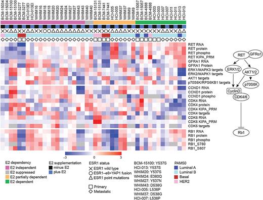 Figure 3. Proteogenomic profiling identifies ERα+ PDX models for RET and CDK4/6-directed therapy. Heatmap shows the proteogenomic characterization of kinase targets and cell-cycle–related mRNA and protein expression levels in 22 ERα+ PDX models. Scale bar indicates row Z scores for RNA level (based on log2 ratio of RNA-seq data), for protein level (based on log2 ratio after TMT labeling/MS; see Materials and Methods), for phosphoprotein level [based on log2 ratio after TMT labeling after immobilized metal affinity chromatography (IMAC) enrichment/MS; see Materials and Methods], kinase level (based on KIPA log10 ratio), “targets” were defined from normalized enrichment scores of kinase targets from single sample post-translational modification signature enrichment analysis (13). The diagram on the right depicts RET/GFRA1 signaling pathway that promotes cell growth. The bottom legend informs on whether PDX tumor growth was affected by exogenous E2 given to the ovariectomized mice (colored squares), as well as whether E2 was supplemented in drinking water to mice (black and blue squares). It also states whether the PDX was established from a primary tumor or metastatic lesion and also the genomic status of the ESR1 gene (either being wild type, bearing a point mutation or fusion).