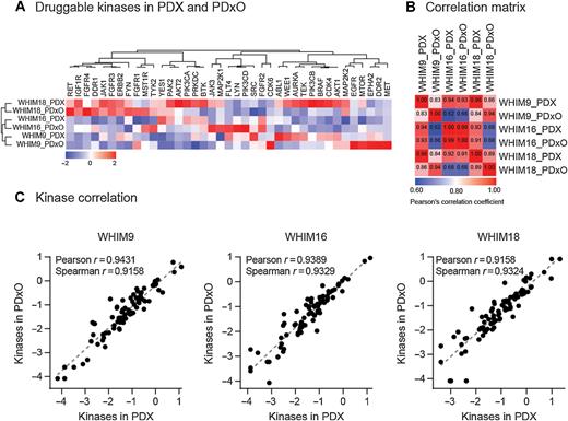 Figure 4. Three ERα+ PDxO models recapitulate the kinome profile observed in matching PDX tumors. A, Heatmap showing the expression level of 39 druggable kinases in PDxO and PDX tumors. Kinase expression values were log2 transformed. Scale bar, row Z scores. Columns and rows were clustered using one minus Spearman rank correlation distance and complete linkage. B, Correlation matrix illustrating quantitative kinome correlations for PDX tumors, compared with their counterpart PDxO models. Color scale indicates Pearson correlation coefficient. C, Individual kinases (represented by the 88 dots) were highly correlated in PDX and PDxO models. Expression values were log10 transformed.