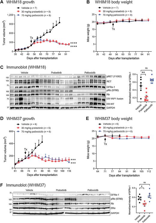 Figure 6. RET and CDK4/6 inhibitors suppress PDX tumor growth driven by an active ESR1 fusion (WHIM18) and LBD point mutant (WHIM37). A, Tumor volumes of WHIM18 PDX (mean ± SEM; n in each arm indicated) were measured daily. Arrow indicates the start of treatments (Tx), including vehicle, pralsetinib, or palbociclib containing chow diets. One-way ANOVA followed by the Tukey test was used to compare each treatment with vehicle arm. A P value denotes significance of tumor growth rates (slopes) derived from tumor volumes on the day of randomization to endpoint. B, Body weight of WHIM18 PDX mice. C, Left, Immunoblotting of RET, phospho-RET (Y1062), GFRα-1, Rb, phospho-Rb (S780), and ERα proteins in lysates made from different PDX tumors (vehicle, n = 7; pralsetinib, n = 8; palbociclib, n = 8). GAPDH served as a loading control. The dashed line indicates two separate blots that were conducted at the same time. Right, quantification of GFRα-1 protein. D, Tumor volumes of WHIM37 PDX (mean ± SEM; n in each arm indicated) were measured daily. Arrow, the start of treatments, including vehicle, pralsetinib, or palbociclib containing chow diets. One-way ANOVA followed by the Tukey test was used to compare each treatment to vehicle arm. A P value denotes significance of tumor growth rates (slopes) derived from tumor volumes on the day of randomization to endpoint. E, Body weight of WHIM37 PDX mice. F, Left, Immunoblotting of GFRα-1, Rb, phospho-Rb (S780), and ERα proteins in lysates made from different PDX tumors (vehicle, n = 6; pralsetinib, n = 6; palbociclib, n = 6). GAPDH served as a loading control. The dashed line indicates two separate blots that were conducted at the same time. Right, quantification of GFRα-1 protein. One-way ANOVA followed by the Tukey test was used. *, P < 0.05; **, P < 0.01; ***, P < 0.001; ****, P < 0.0001.