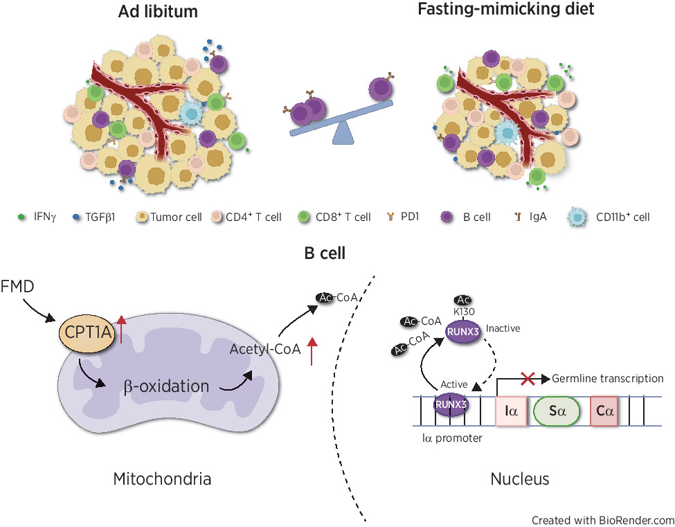FastingMimicking Diet Drives Antitumor Immunity against Colorectal