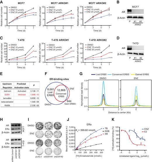 Figure 2. ENZ antagonized ERα activity in cells with low abundance of AR. A, Cell growth curves under DMSO, 10 and 20 μmol/L ENZ treatment of parental and AR knockout MCF7 cells. Two signal colonies of knockout cells were chosen. B, Western blot showing AR expression in parental and AR knockout MCF7 cells. C, Cell growth curves under DMSO, 10 and 20 μmol/L ENZ treatment of parental and AR knockout T47D cells. Two signal colonies of knockout cells were chosen. D, Western blot showing AR expression in parental and AR knockout T47D cells. E, Upstream regulators of ENZ-affected genes. 193 differentially expressed genes (DEG) after ENZ treatment (FC>2 or <0.5, FDR<0.05) were identified by RNA sequencing of MCF7 cells treated with DMSO or 10 μmol/L ENZ for 24 hours. Upstream stream analysis was done in Ingenuity pathway analysis software. F, Overlap of ER cistrome under DMSO and 10 μmol/L ENZ treatment in MCF7 cells. G, Histogram plot of average read density around lost (dark blue), gained (yellow), and conserved (light blue) ER-binding sites (ERBS) in MCF7 cells with DMSO or ENZ treatment. H, Western blot showing AR and ER expression in MCF7 and T47D cells stably expressed shRNA control, shESR1#1 and shESR1#2. I, Colony formation assays with DMSO or ENZ treatment in control and ER stable knockdown cells. DMSO or 10 μmol/L ENZ was added to cell culture media for 3 weeks. J, Saturation-binding curve of [3H]-ENZ to ER. TB, total binding, NSB, non-specific binding, SB, specific binding, Kd, equilibrium dissociation constant. SB was calculated by subtracting NSB from TB. K, [3H]-estradiol competition-binding curves. Data are expressed as percentages of specific binding of [3H]-estradiol versus log of the competitor concentration (cold E2 concentrations ranged from 1 nmol/L to 100 μmol/L, concentrations of ENZ ranged from 0.1 to 100 μmol/L). Each point represents the mean ± SD of three independent determinations.