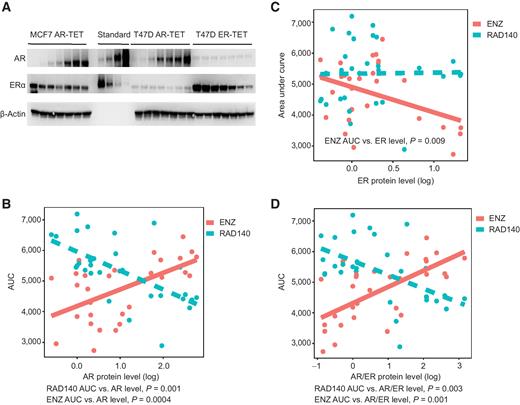 Figure 4. The association between AR/ER and the response to ENZ and RAD140. A, AR and ER expressions in Tet-inducible MCF7 and T47D cells. AR or ER was induced by doxycycline (0–800 ng/mL). Band intensities were quantified by ImageJ and normalized to vehicle treatment of each cell line. B–D, Cytotoxicity curves of cells with a series of AR, ER, and AR/ER levels were plotted after 5 days of incubation of ENZ (0.78–100 μmol/L) or RAD140 (0.1 nmol/L–100 μmol/L). The area under cytotoxicity curves (AUC) was calculated using a fitted dose–response curve by the AUC function from DescTool package. Relationship between AUC and log2(AR), log2(ER) level, or log2(AR/ER) ratio were modeled by linear regression. P values represent test for the significance of the fitted slope parameter. B and C, Both AR and ER levels are associated with ENZ response. Higher ER and lower AR are related to better response to ENZ than lower ER and higher AR. Higher AR is associated with a better response to RAD140 than lower AR. D, The AR/ER ratios were significantly positively associated with the AUC of ENZ and negatively associated with the AUC of RAD140.