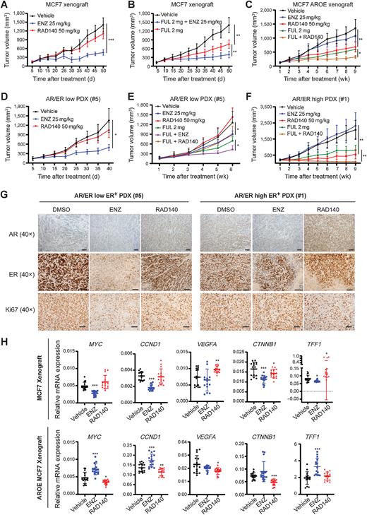 Figure 5. In vivo efficacy evaluation of RAD140 and ENZ in xenograft models with low and high AR/ER. A–F, The effect of RAD140, ENZ and their combination with fulvestrant on the growth of AR-high and -low xenografts. 25-mg/kg ENZ and 50-mg/kg RAD140 were administrated orally 5 times per week. Fulvestrant was injected at 2 mg/wk subcutaneously. Tumor volumes were measured at the indicated times using vernier calipers: volume = length × width2/2. Data points represent the mean ± SD tumor volume of each treatment group (n = 5). Comparisons were done between indicated groups at the ethical endpoint. *, P < 0.05; **, P < 0.01; ***, P < 0.001, unpaired two-tailed Student t test. A, Xenograft tumor growth of MCF7 control cells harbor empty vector PLVX3 (MCF7 xenograft) under RAD140 and ENZ treatment. B, MCF7 xenografts treated with vehicle, fulvestrant, and a combination of ENZ and fulvestrant. C, Xenograft tumor growth of MCF7 AROE cells harbors AR-PLVX3 (MCF7 AROE xenograft) under RAD140, ENZ, fulvestrant, and fulvestrant+RAD140 treatment. D, Growth curves of AR/ER-low ER+ PDX following vehicle, ENZ, or RAD140 treatment. E, AR/ER-low xenografts treat with ENZ, RAD140, fulvestrant, fulvestrant+ENZ, and fulvestrant+RAD140. F, AR/ER-high xenograft tumor growth under RAD140, ENZ, fulvestrant, and fulvestrant+RAD140 treatment. Data are mean ± SD of 5 replicates for (A–D). Data are mean ± SD of 4–5 replicates for (E). Data are mean ± SD of 6 replicates for (F). *, P < 0.05; **, P < 0.01; ***, P < 0.001, unpaired two-tailed Student t test for indicated comparison. G, IHC staining of AR, ER, and Ki67 in AR/ER-high and -low PDX tumor section under ENZ and RAD140 treatment; magnification, ×40. The bar represents 100 μm. H, QPCR validation of MYC, CCND1, VEGFA, CTNNB1, and TFF1 in MCF7 and MCF7 AROE xenografts treated with ENZ and RAD140. Gene expression was normalized to the reference gene GAPDH. Data are presented as mean ± SD (5 mice × 3 replicates). *, P < 0.05; ***, P < 0.001, unpaired two-tailed Student t test for indicated comparison.
